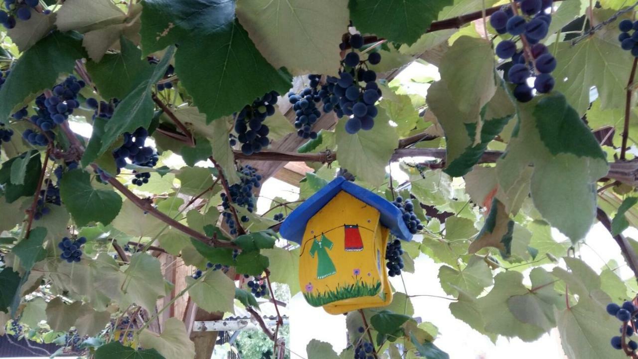 Ferienwohnung Wachmann Rohrbach am Kulm Exteriör bild